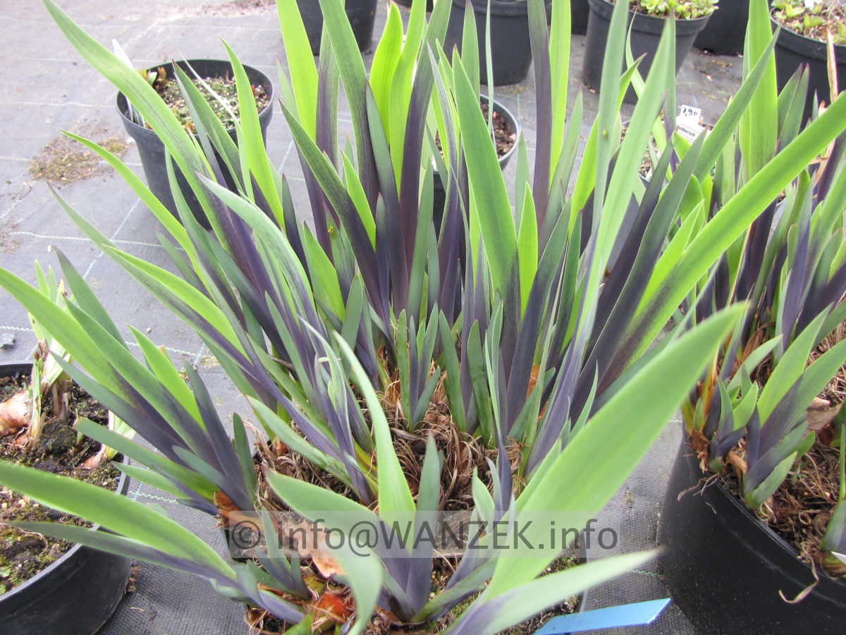 Iris sibirica Gerald Darby Austrieb 01.JPG